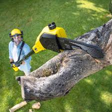 Best Hazardous Tree Removal  in Ridge Manor, FL