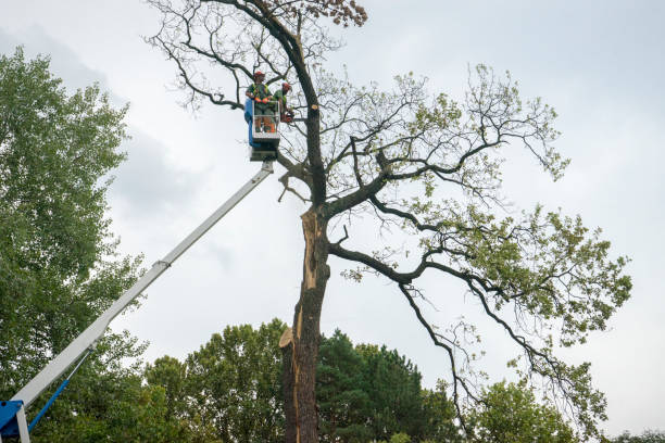 How Our Tree Care Process Works  in  Ridge Manor, FL