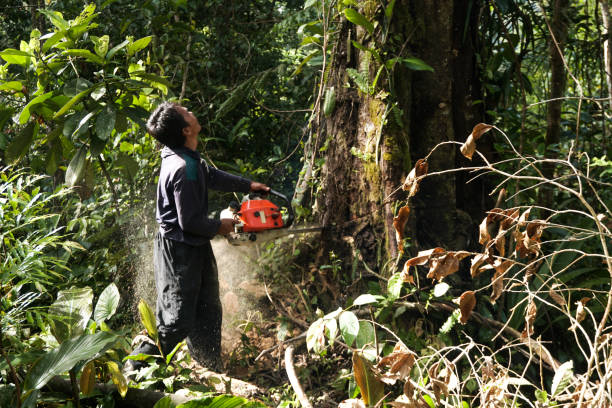  Ridge Manor, FL Tree Care Services Pros